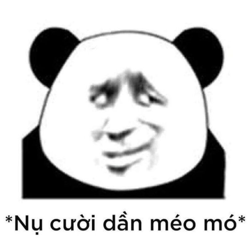 meme gấu trúc thức khuya