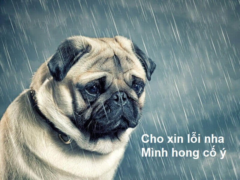 meme xin lỗi đáng yêu