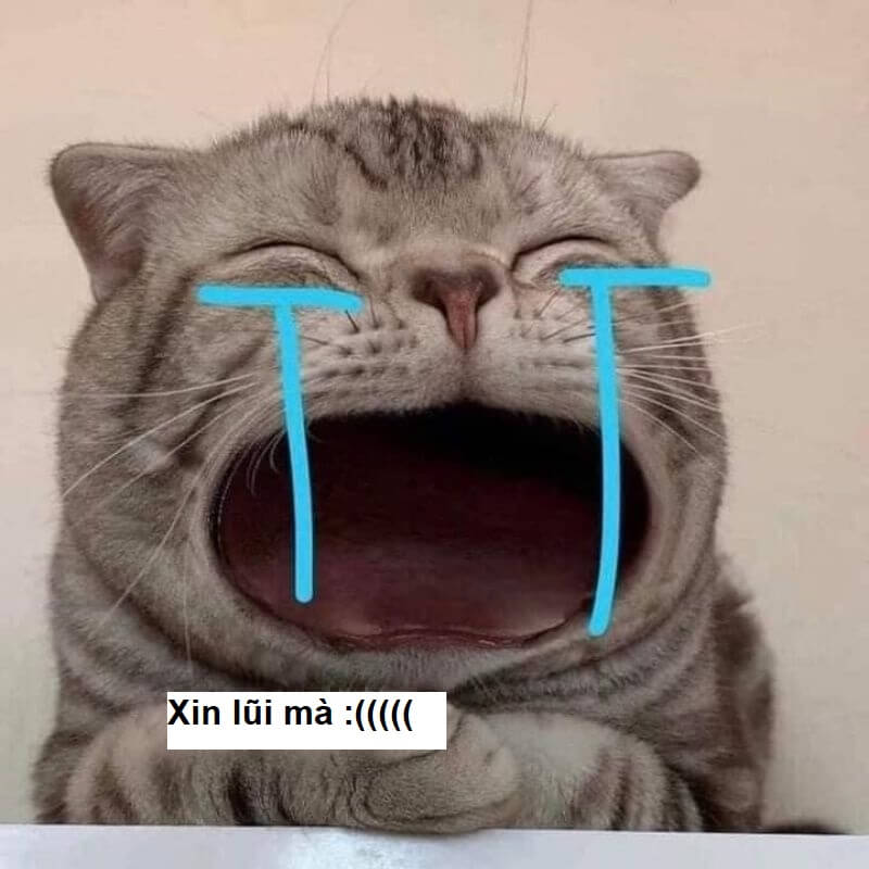 xin lỗi meme