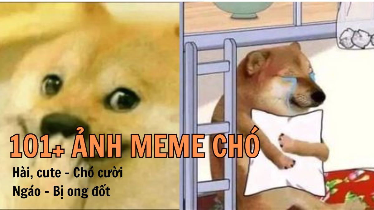 ảnh meme chó 0044