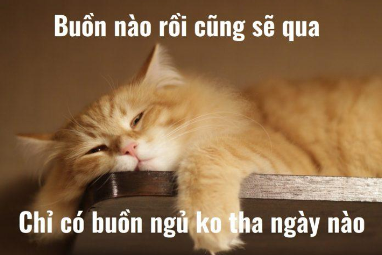 ảnh meme chúc ngủ ngon dễ thương