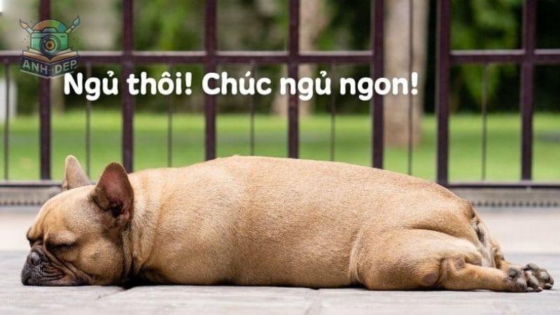 ảnh meme chúc ngủ ngon độc đáo