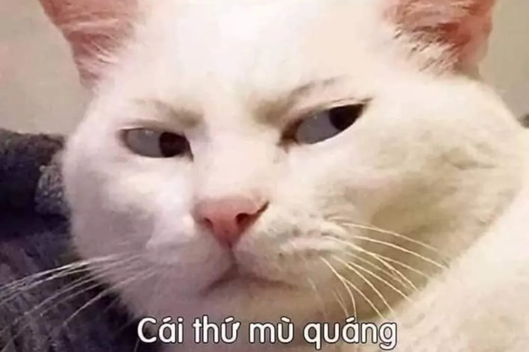 ảnh meme chúc ngủ ngon 0030