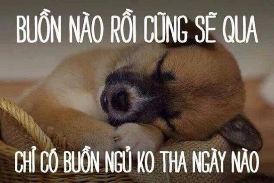 ảnh meme chúc ngủ ngon 0044