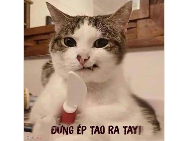 ảnh meme có chữ ấn tượng.