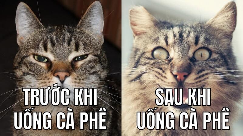 ảnh meme có chữ bắt trend