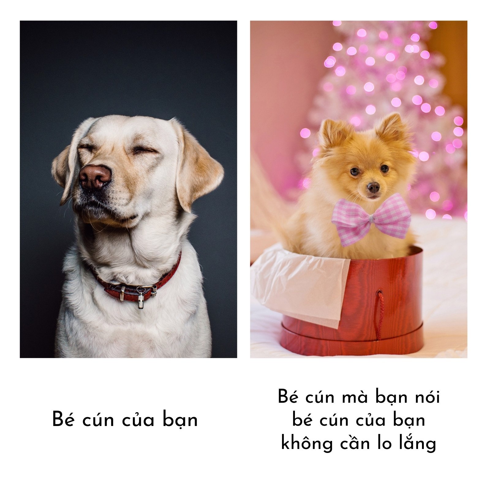 ảnh meme có chữ 0032