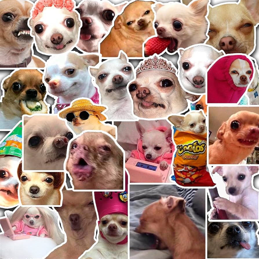 biểu tượng chihuahua meme trong game