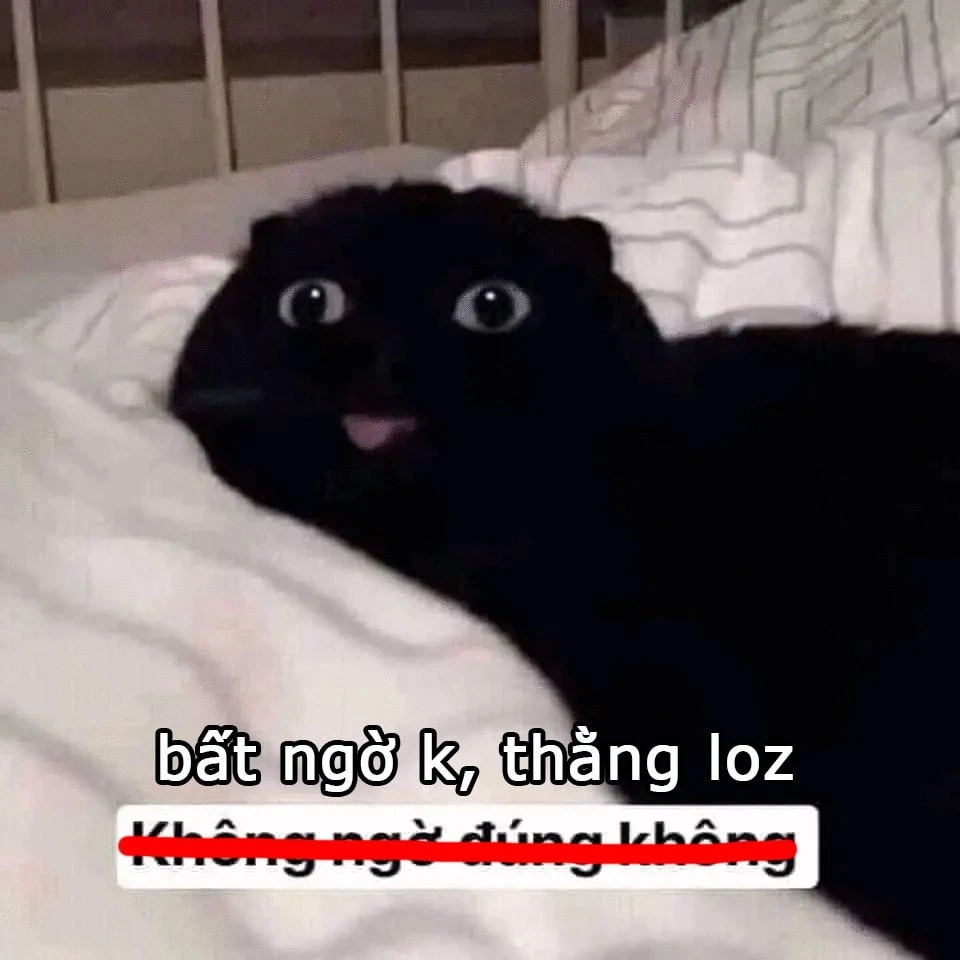 bộ ảnh mèo đen meme