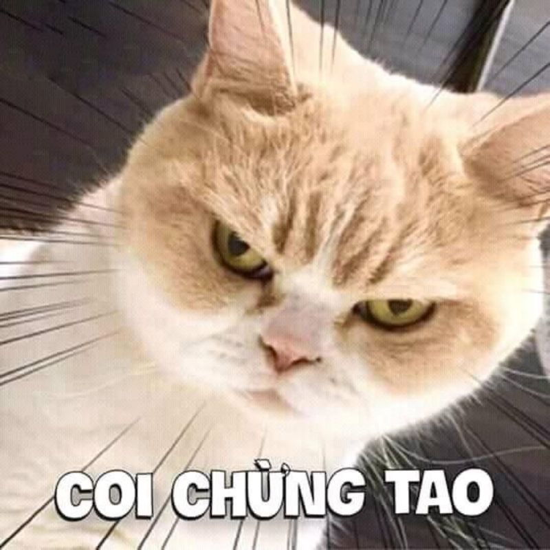 bộ sưu tập avatar meme hài