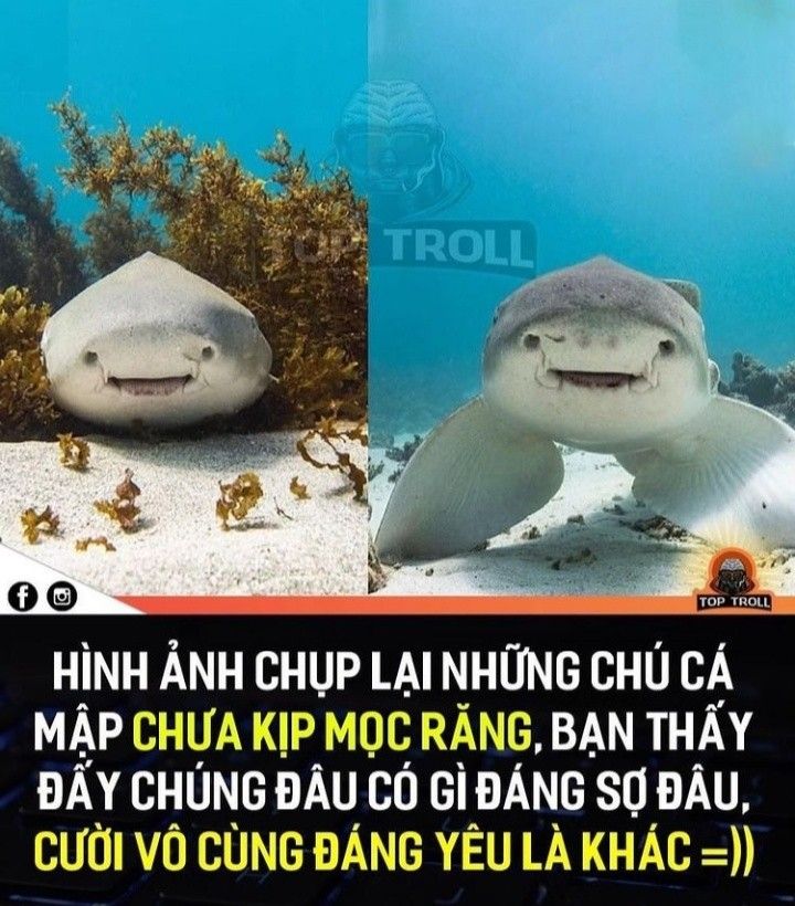 cá mập meme 0040