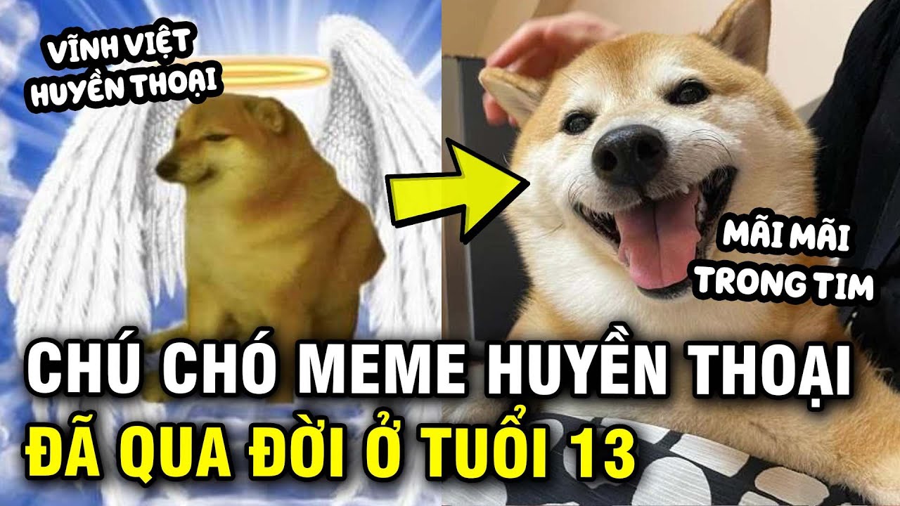 cách tạo meme chó shiba