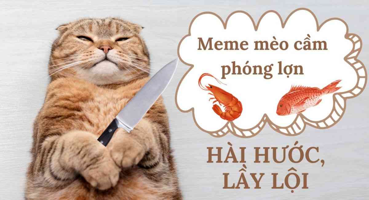 cách tạo meme mèo cầm phóng lợn