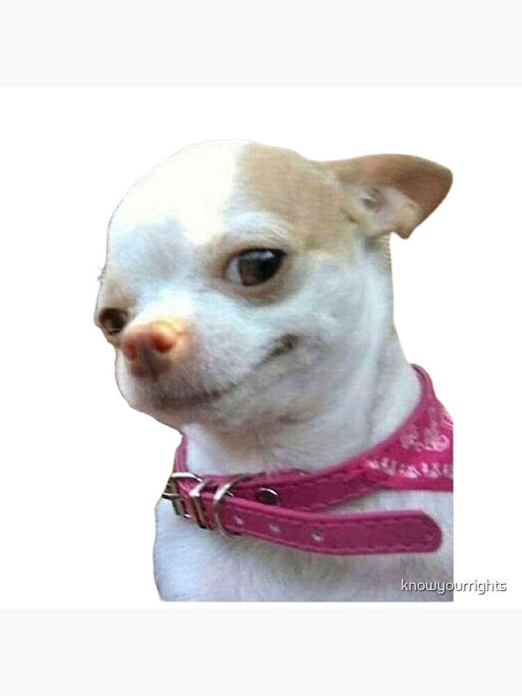 chihuahua meme hài hước