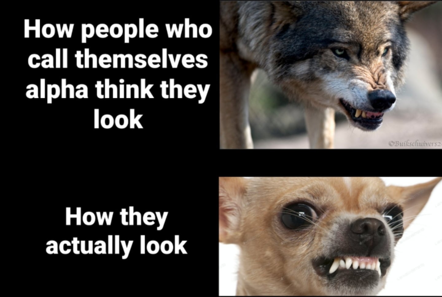 chihuahua meme 0021