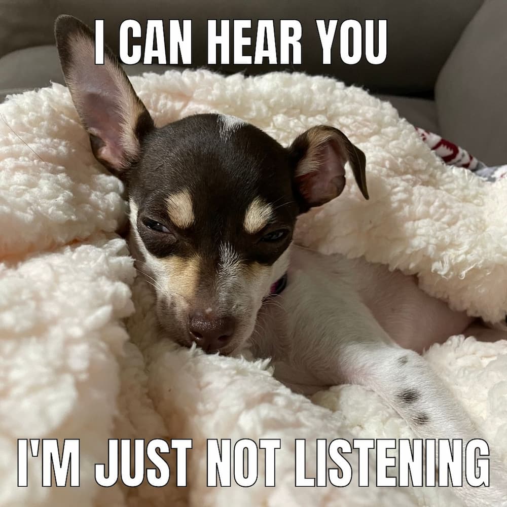 chihuahua meme 0027