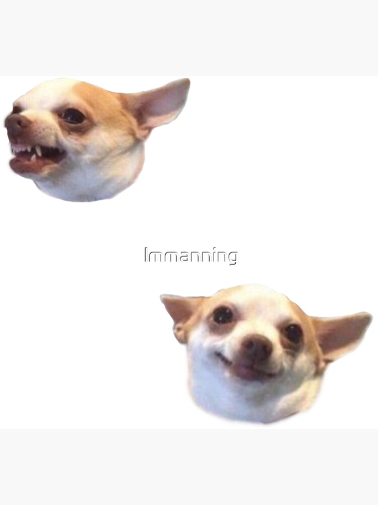 chihuahua meme 0028