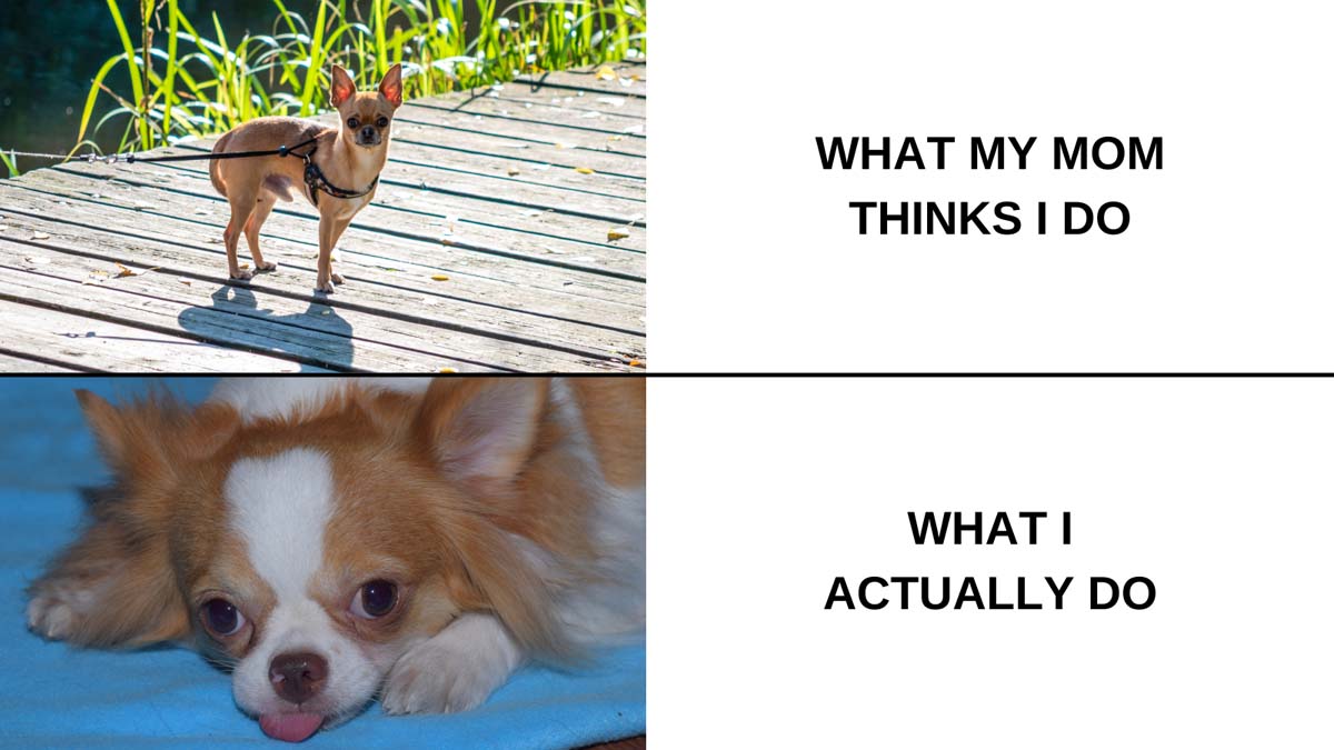 chihuahua meme 0029