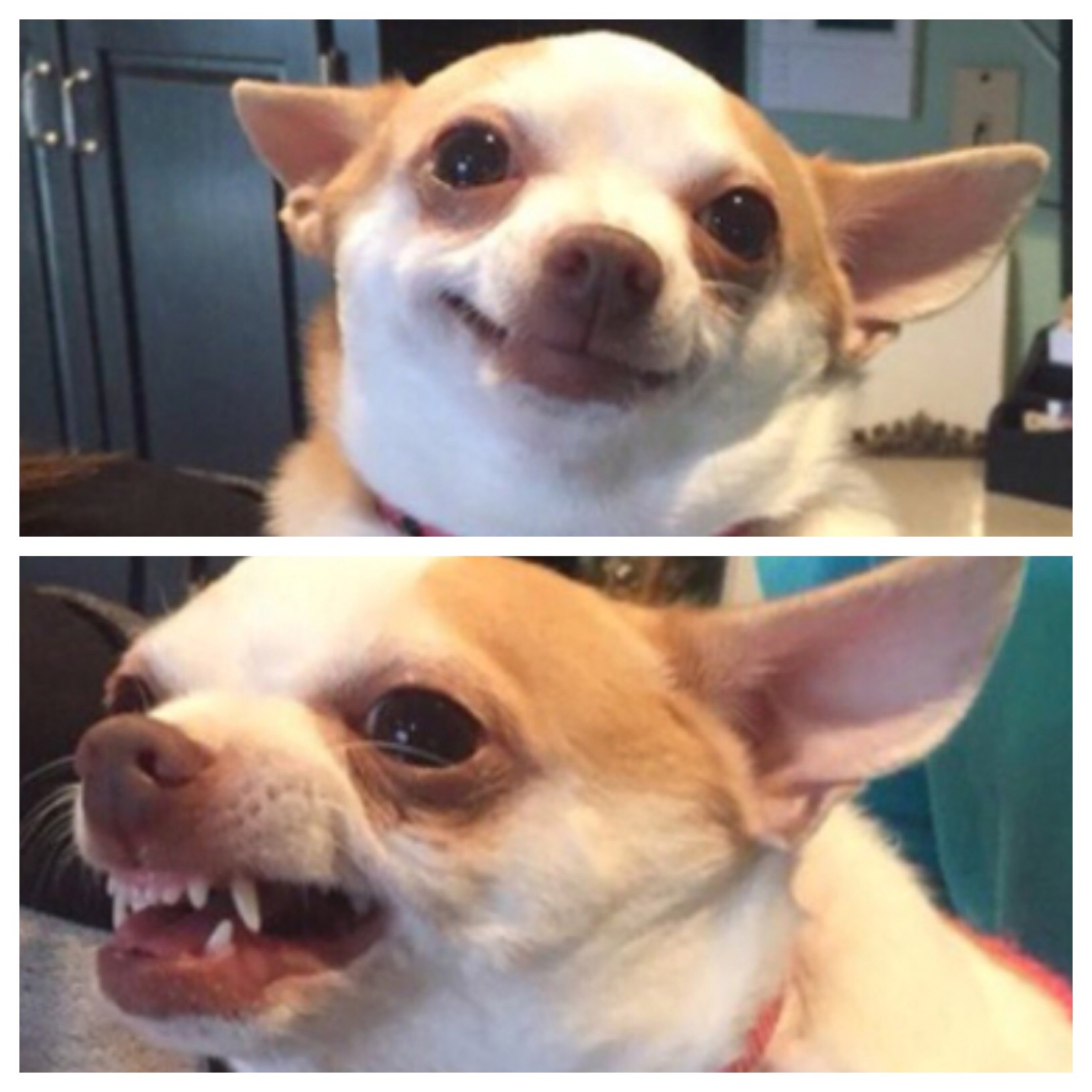 chihuahua meme 0032