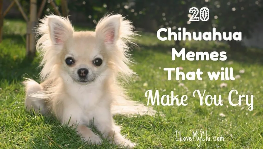 chihuahua meme 0034