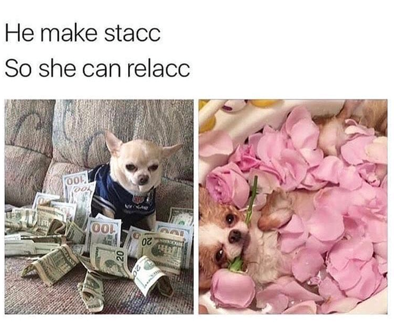 chihuahua meme 0037