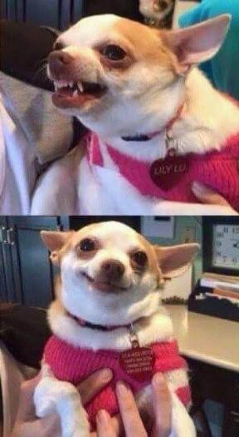 chihuahua meme 0041