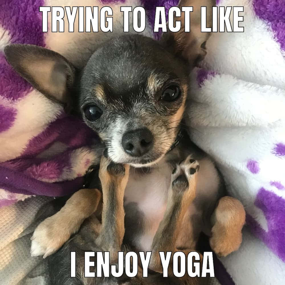 chihuahua meme 0043