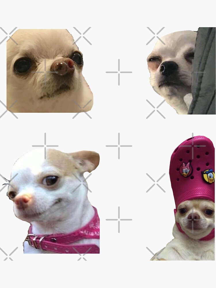 chihuahua meme 0044