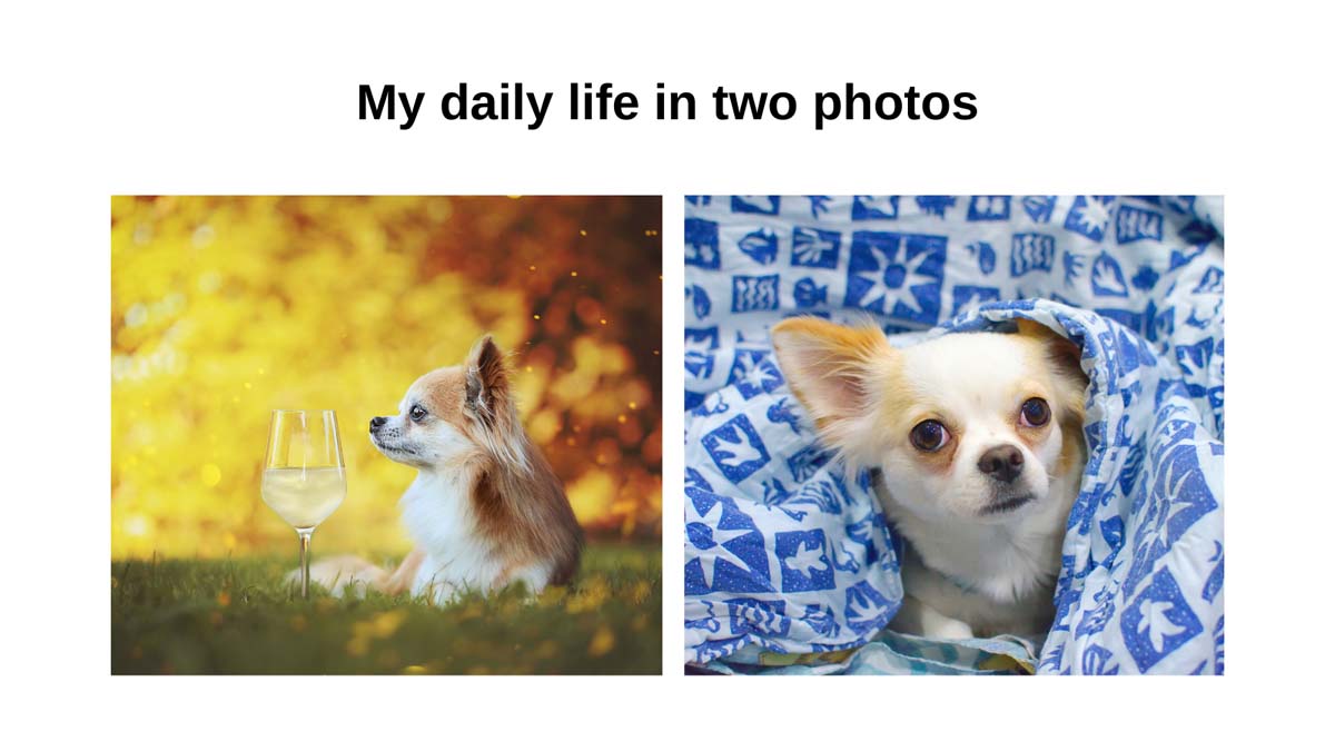 chihuahua meme 0045