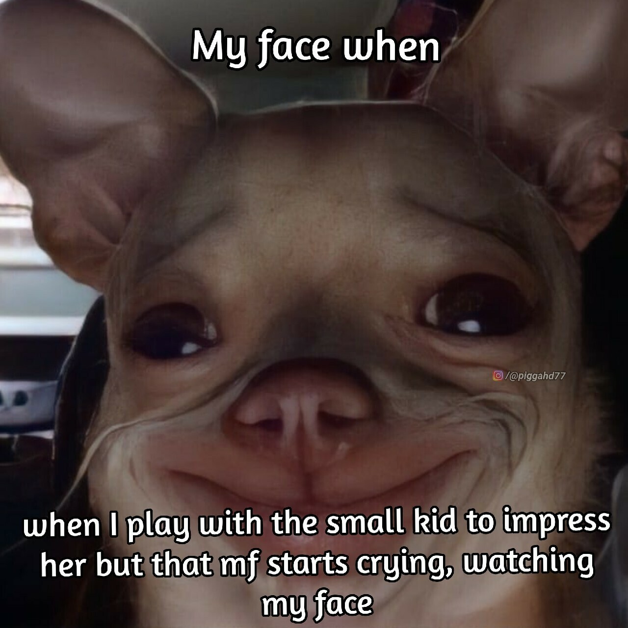 chihuahua meme 0046