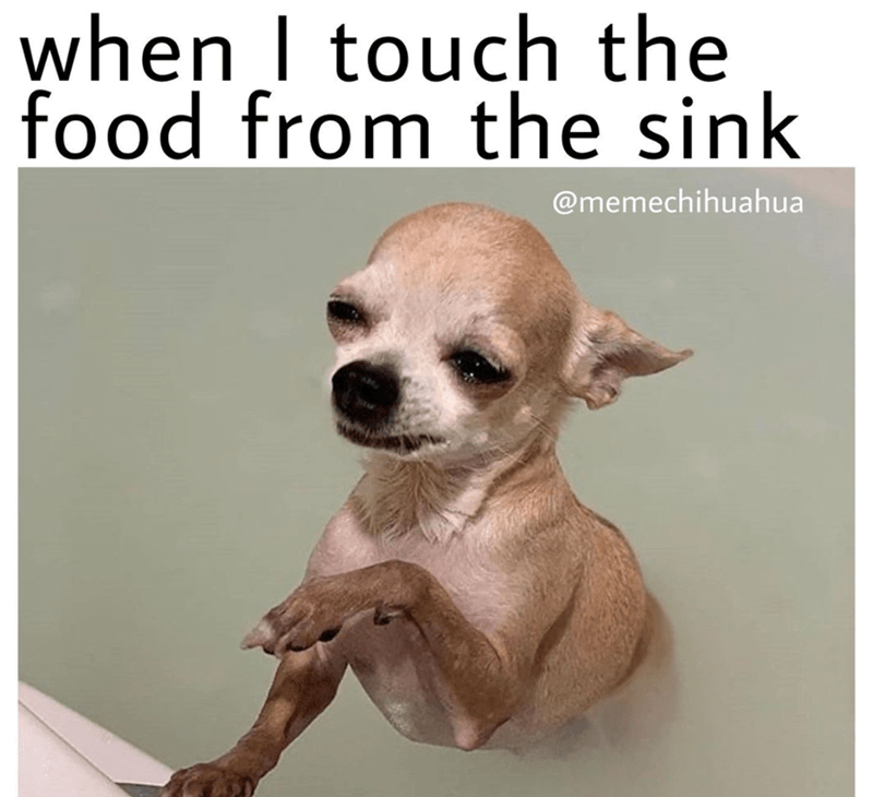 chihuahua meme 0049