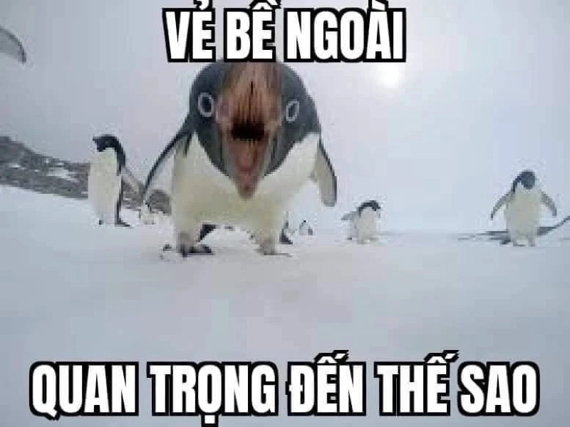 chim cánh cụt meme