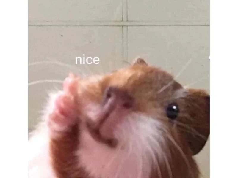 chuột hamster meme