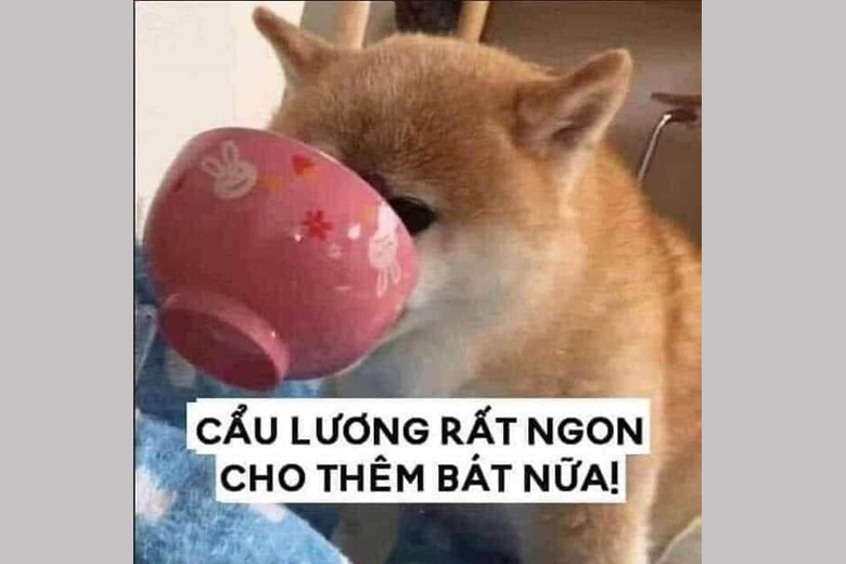 cơm chó meme