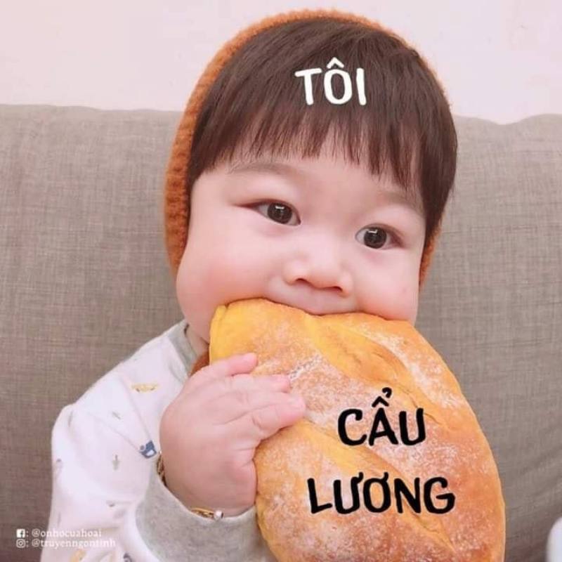 cơm chó meme 0046