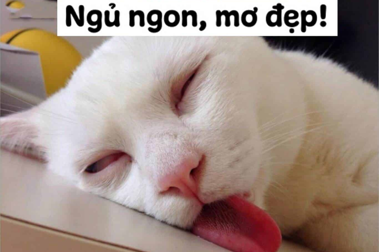 hình ảnh meme buồn ngủ