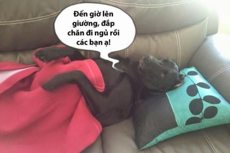 hình ảnh meme chúc ngủ ngon hài hước