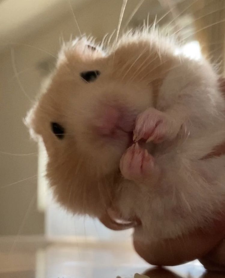 hình ảnh meme chuột hamster đáng yêu