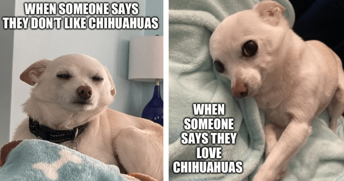 hình nền chihuahua trong các trò chơi