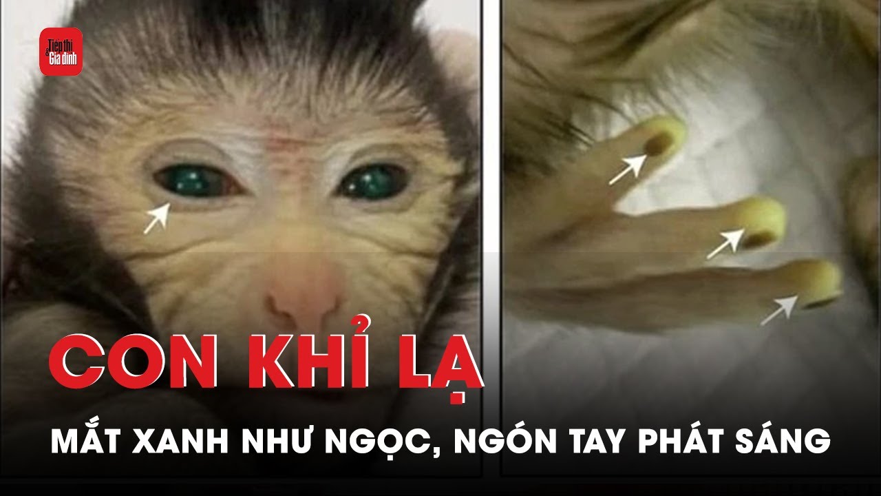 hình nền cho game thủ với meme con khỉ