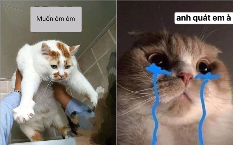 hình nền đẹp meme ôm