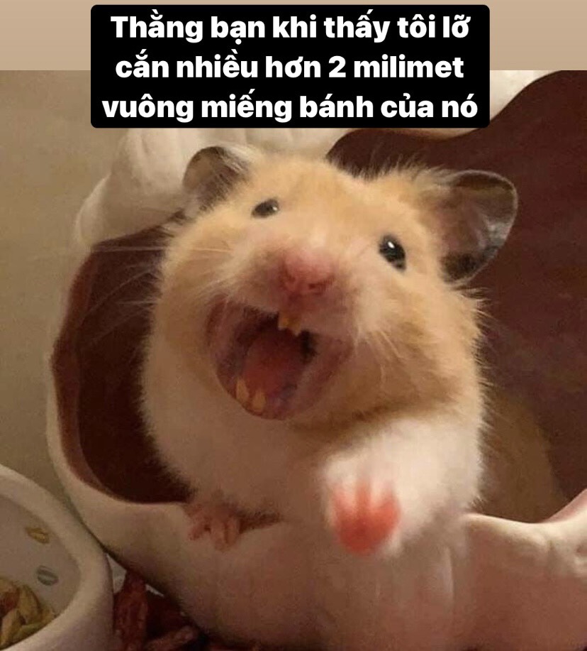 hình nền meme con chuột nhiều màu sắc