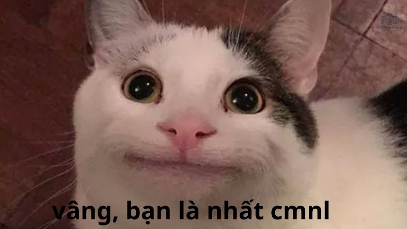 lịch sử meme bạn là nhất