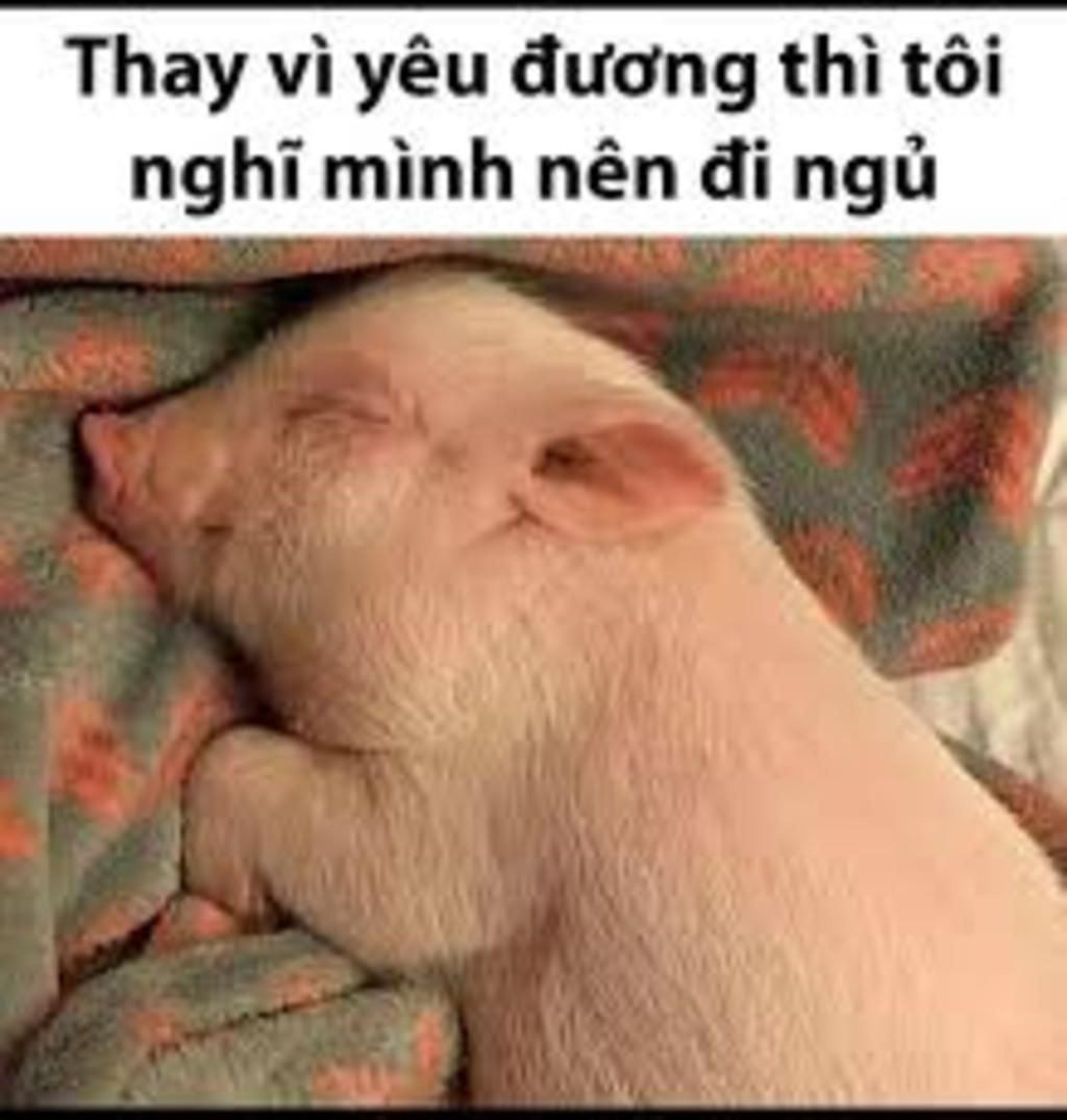 lợn meme cho game thủ