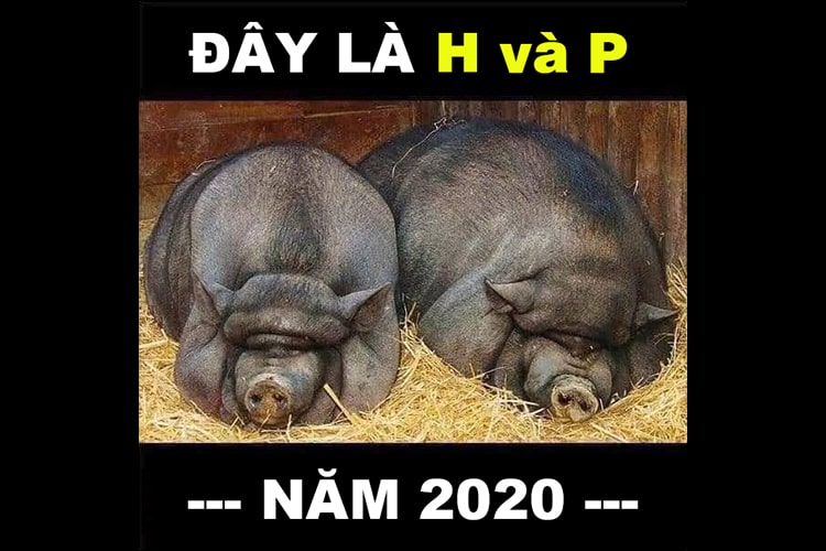 lợn meme hài hước