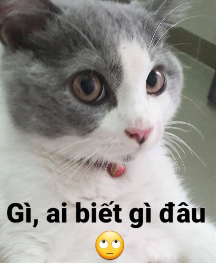 meme ai biết gì đâu và ý nghĩa