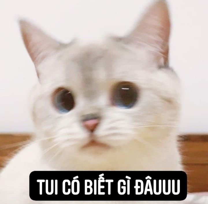 meme ai biết gì đâu 0036