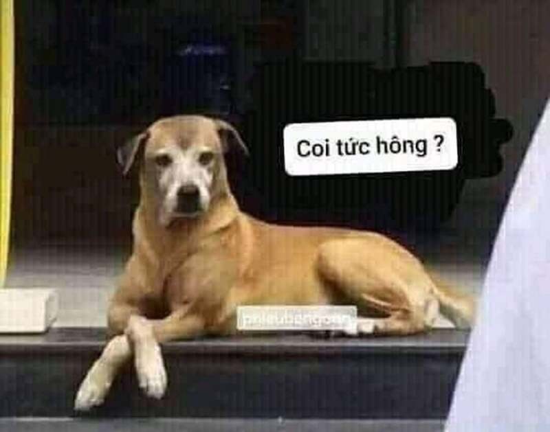 Meme bất lực 0037