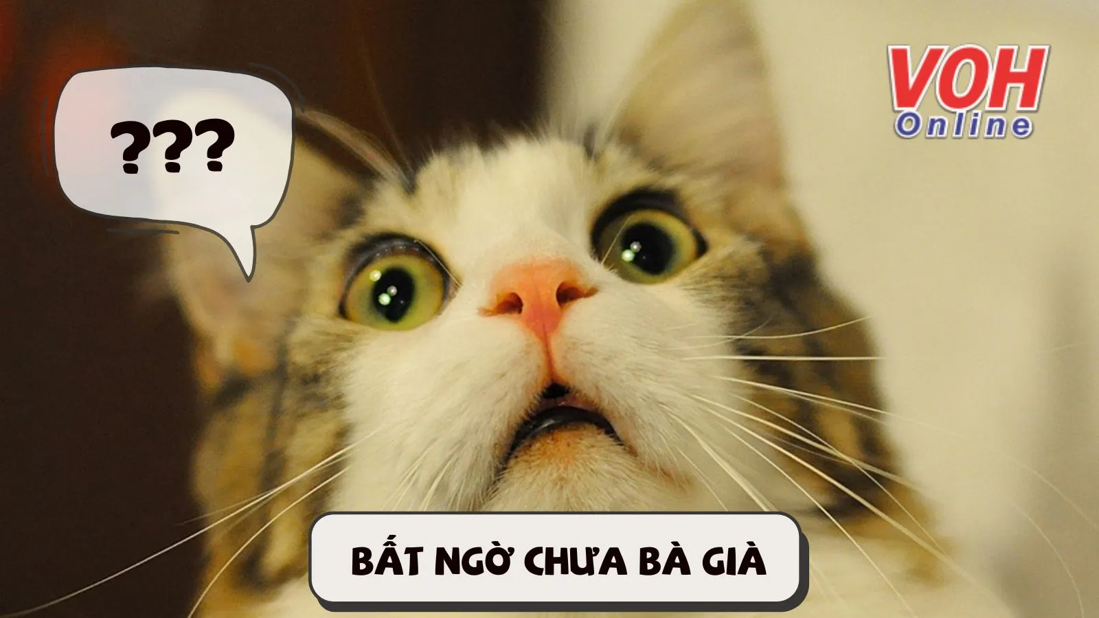 meme bất ngờ chưa