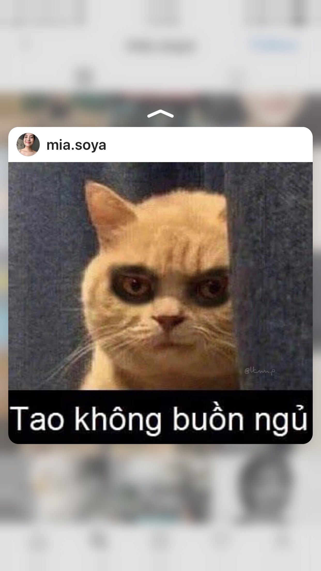 meme buồn ngủ đang thịnh hành